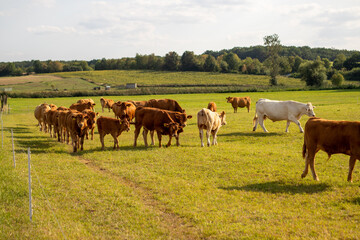 Naklejka na ściany i meble Brown cows on a meadow in September
