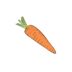 Fresh organic carrot sweet, white vegetable - freehand watercolor illustration