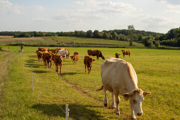 Brown cows on a meadow in September