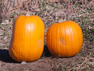 Ripe Pumpkins in a Field