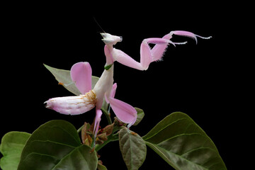 Beautiful Pink Orchid mantis on flower with isolated background, Pink Orchid mantis closeup  - obrazy, fototapety, plakaty