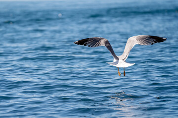 Seagull flying under the blue sky
