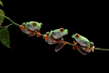 Keuken spatwand met foto Three Red-eyed tree frog sitting on branch with isolated background, red-eyed tree frog (Agalychnis callidryas) closeup © kuritafsheen