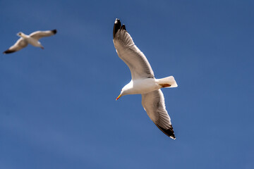 Seagull flying under the blue sky