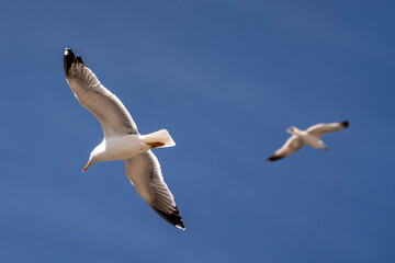 Seagull flying under the blue sky