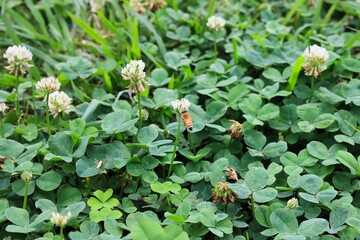 沢山並んだクローバー　エコロジーイメージ
