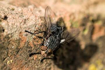 black fly perched on a wall