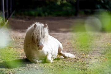 white pony laying down in the paddock