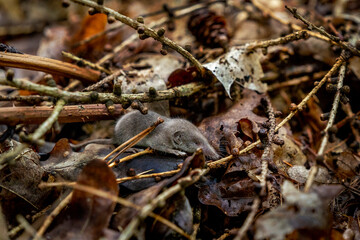 Tiny baby shrew in the forest