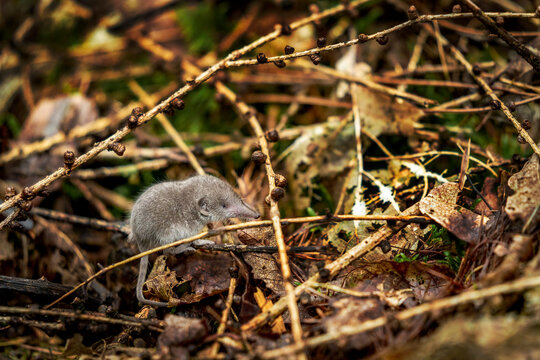 Fototapeta Tiny baby shrew in the forest