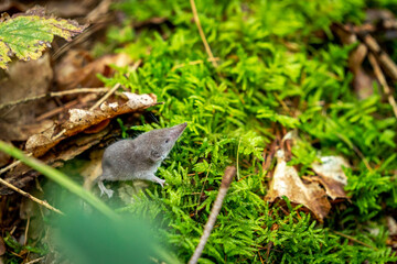 Tiny baby shrew in the forest