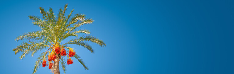 Banner with colorful tropical date palm tree with edible sweet fruits at blue sky gradient background with copy space. Holidaying and vacationing in tropical countries concept.