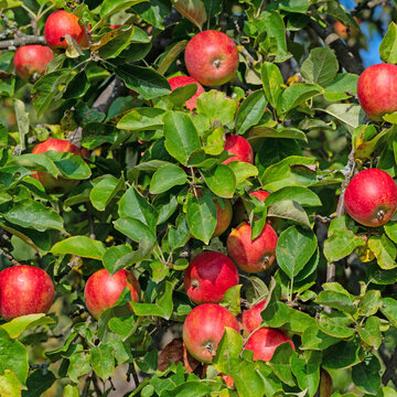 Reife Äpfel am Baum zur Erntezeit