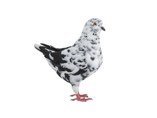 black and white dove resembling a dalmatian isolated on a white background