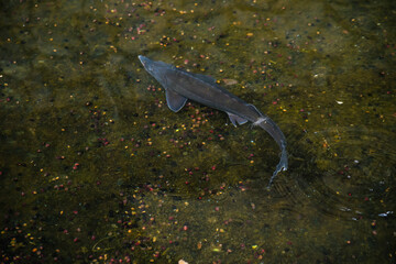 Fish swims in the pond. Catfish swims in clear water. Decorative pond.