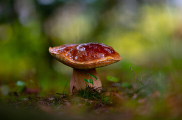 huge porcini mushroom during the rain in the forest