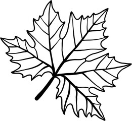 Fototapeta premium simplicity maple leaf freehand drawing flat design.