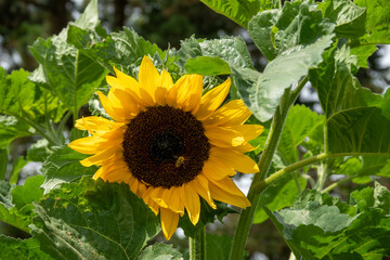 bumble bee collecting pollen from beautiful bright yellow sunflower