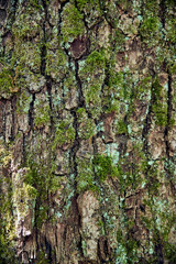 Baumrinde Hintergrund 