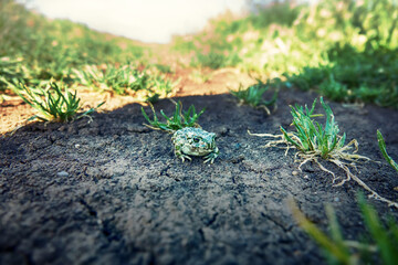 A young European green toad (Variable toad, Bufo viridis) on dry land. Assimilative coloration (not...