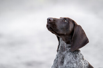 Shorthaired german pointer looking up