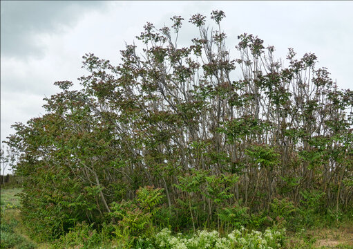 Young grove of Chinese sumach (Ailanthus altissima) in northern Black Sea region. Tree is ubiquist, distinguished by territorial expansiveness (root stalks) and suppression of other tree species.