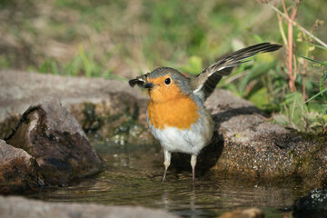 Front view of european red robin standing in a birdbath with stretched legs and lifted wings ready to fly