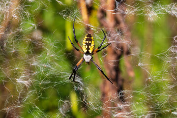 Macro Close-Up Yellow Garden Spider on web with fluffy seeds against soft bokeh green background