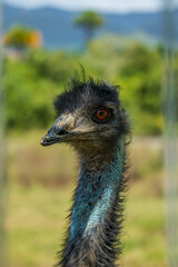 The emu, a bird native to the Australian continent.