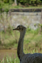 Wild animals (Beautiful Ostrich is standing).