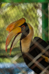 The Big Hornbill is in a cage at the zoo.