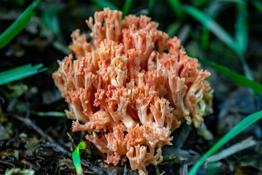 Closeup of Ramaria botrytis, commonly known as the pink-tipped coral mushroom.
