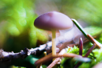 Psilocybin mushrooms as a hallucinogenic medium. Macro photography soft focus - obrazy, fototapety, plakaty