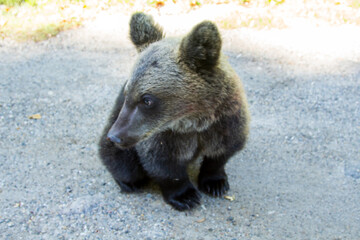 Young bear by the road, Romania