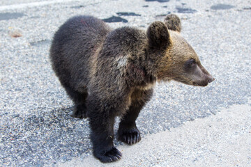 Young bear in Romania
