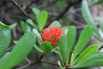 マレーシア・バコ国立公園に咲くマングローブの花