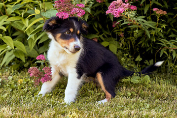 Border Collie Welpe mit Blumen 