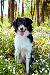 Border Collie in Blumen 