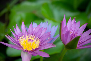 Purple lotus and bright yellow petals. The colorful lotus or waterlily flower in the pond.