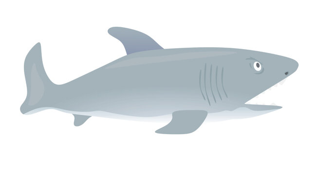 Big grey fish. vector illustration