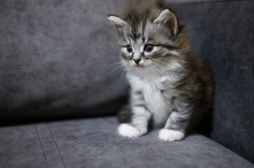 Naklejka na ściany i meble Cute fluffy baby cat