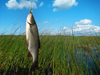 Nerfling, ide (Leuciscus idus) was caught on small yellow spinner among thickets of Great Club-rush (Scirpus lacustris) and reeds in shallow water. August as period of predation of Nerfling