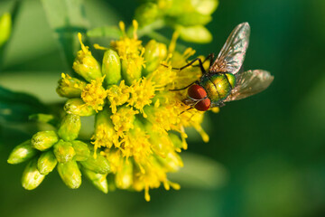 Common green bottle fly on a golden rod in the late evening sun