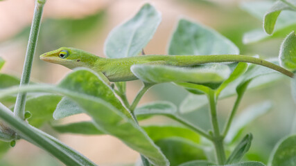 A green anole straddling two leaves, the veins across its ribs clearly visible.