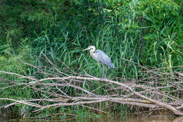 A Juvenile Great Blue Heron Standing On A Tree Branch In The River While Fishing