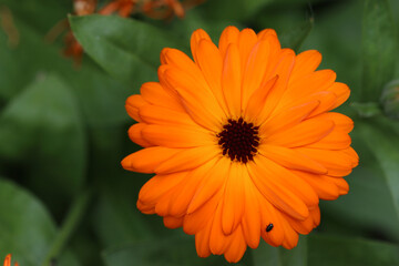 Orange pot marigold flower in close up