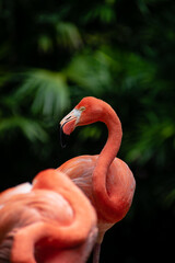 orange flamingo with casual look on green background