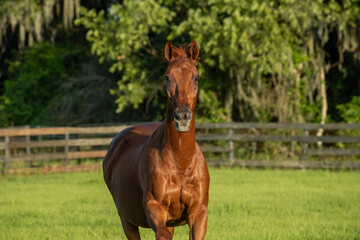 A senior horse stops in surprise