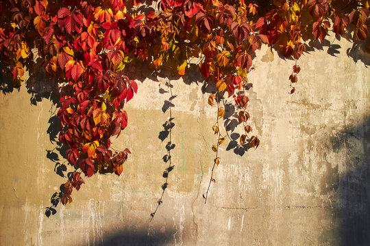 Red autumn leaves of decorative grapes on the wall