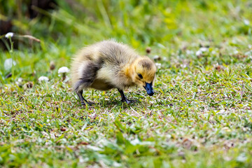 Canadian Geese Gosling foraging in the grass at Garden Lake in Rome Georgia.